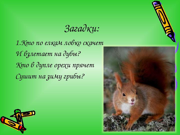 Загадки: 1.Кто по елкам ловко скачет И взлетает на дубы? Кто в дупле орехи прячет Сушит на зиму грибы?