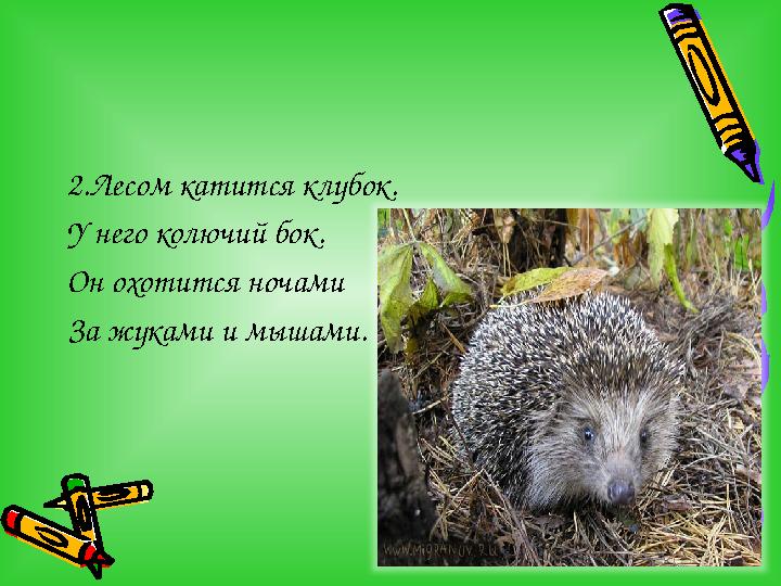 2.Лесом катится клубок. У него колючий бок. Он охотится ночами За жуками и мышами.