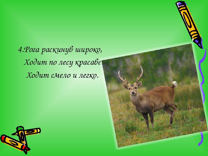 4.Рога раскинув широко, Ходит по лесу красавец. Ходит смело и легко.