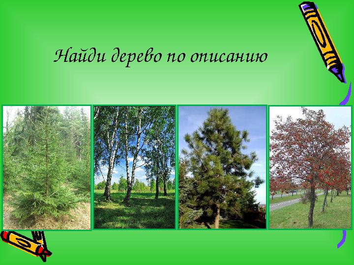 Найди дерево по описанию