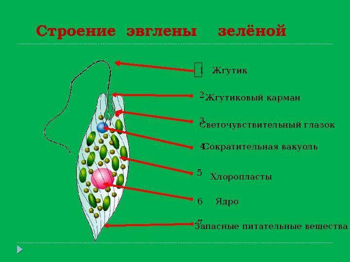 Строение эвглены зелёной 2 3 4 5 7 1 6 Жгутик Жгутиковый карман Светочувствительный глазок Сократительная вакуо