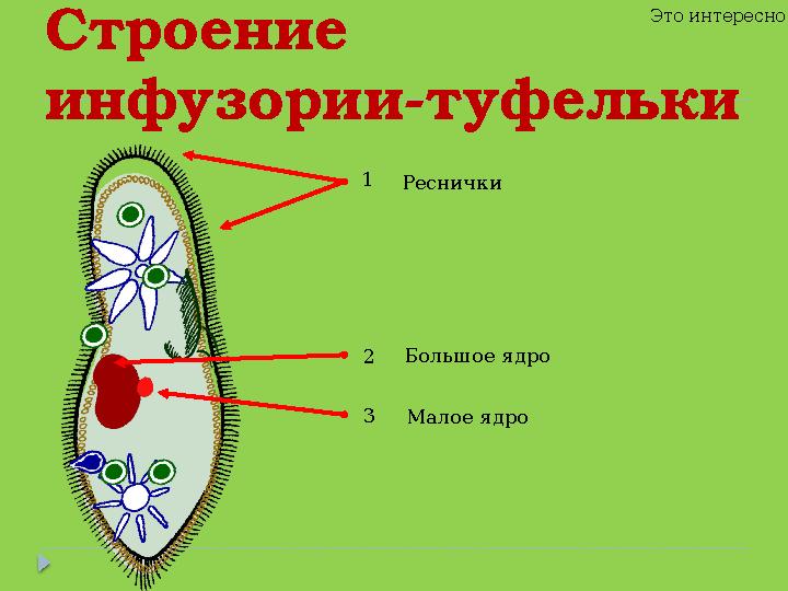 Строение инфузории-туфельки 2 3 1 Это интересно Реснички Большое ядро Малое ядро