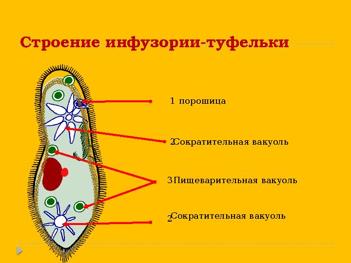 Строение инфузории-туфельки 2 1 2 3 порошица Сократительная вакуоль Сократительная вакуоль Пищеварительная вакуоль