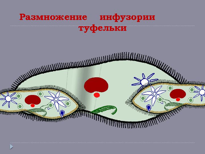 Размножение инфузории туфельки