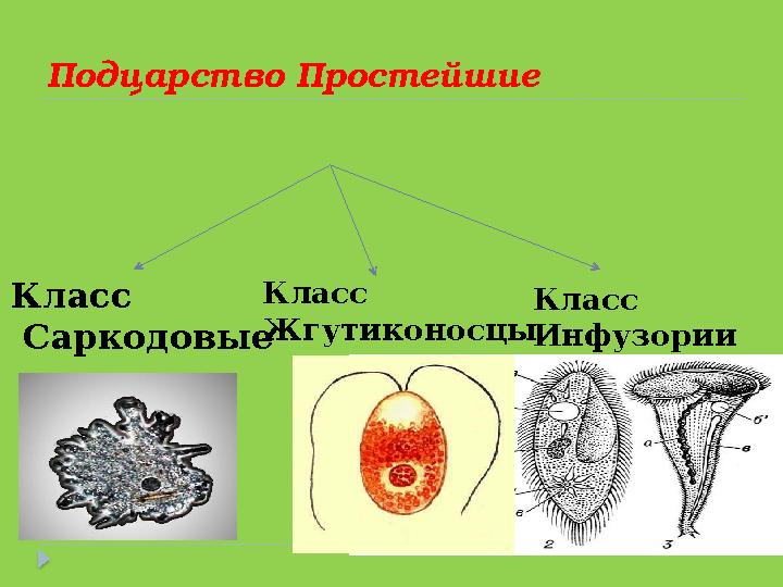 Подцарство Простейшие Класс Саркодовые Класс Жгутиконосцы Класс Инфузории