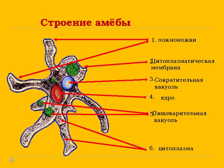 Строение амёбы 2. 3. 4. 1. 6. 5. ложноножки Цитоплазматическая мембрана Сократительная вакуоль ядро Пищеварительна