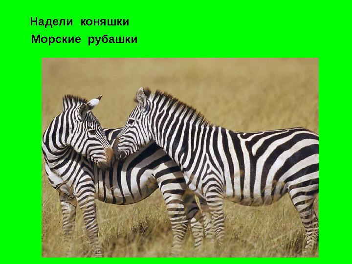 Надели коняшки Морские рубашки