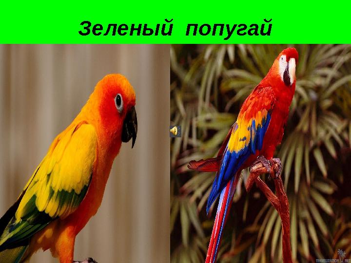 Зеленый попугай