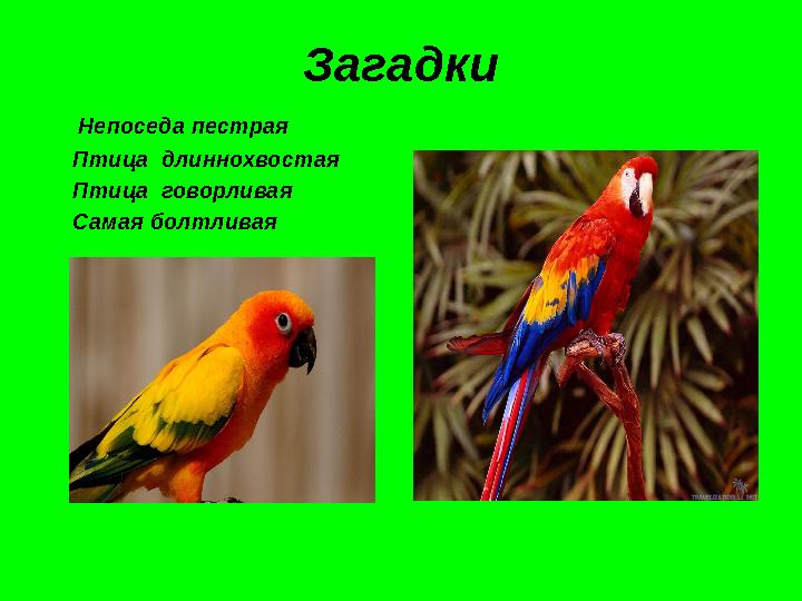 Загадки Непоседа пестрая Птица длиннохвостая Птица говорливая Самая болтливая