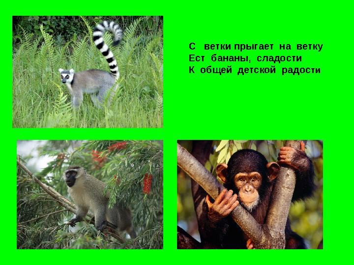 С ветки прыгает на ветку Ест бананы, сладости К общей детской радости