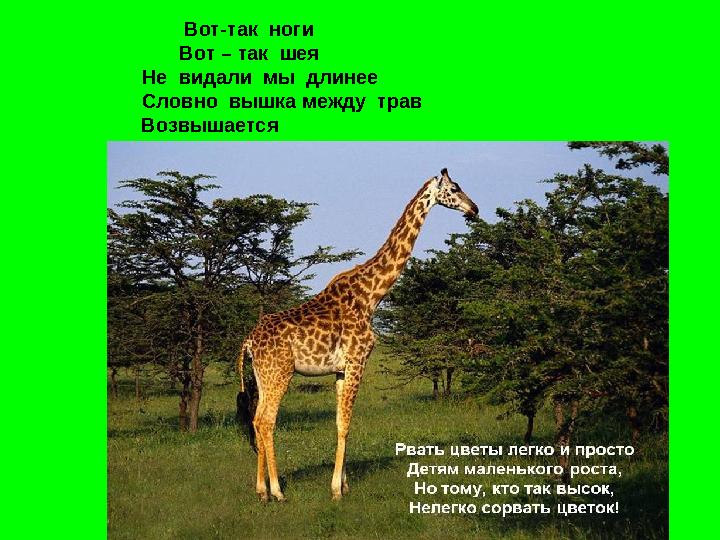 Вот-так ноги Вот – так шея Не видали мы длинее Словно вышка между трав Возвышается
