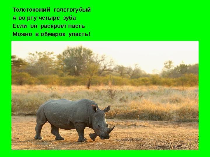 Толстокожий толстогубый А во рту четыре зуба Если он раскроет пасть Можно в обмарок упасть!