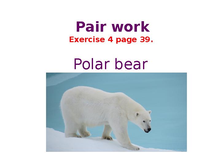 Pair work Exercise 4 page 39. Polar bear