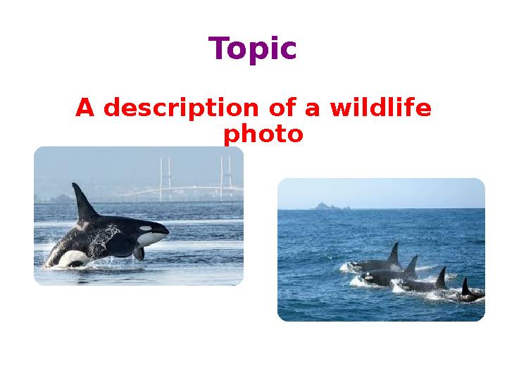 Topic A description of a wildlife photo