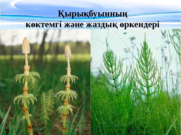 Қырықбуынның көктемгі және жаздық өркендері