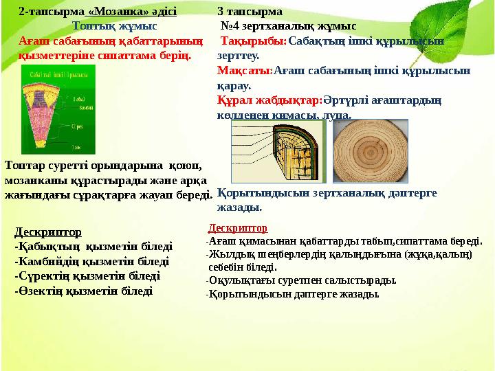 2-тапсырма «Мозаика» әдісі Топтық жұмыс Ағаш сабағының қабаттарының қызметтеріне сипаттама берің. Дескриптор -Қабықтың қыз