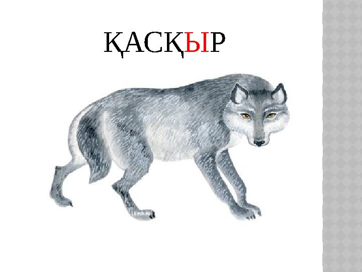 ҚАСҚЫР