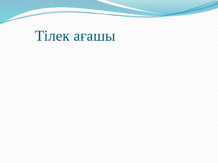 Тілек ағашы