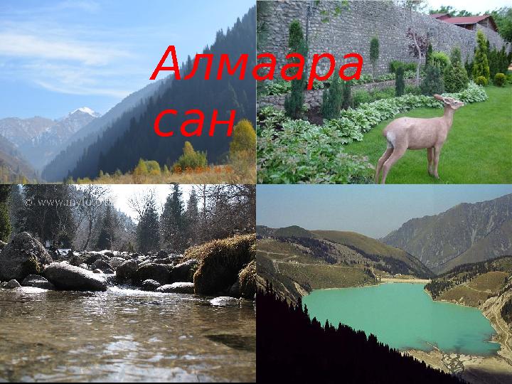 Алмаара сан