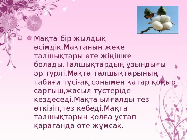 Мақта-бір жылдық өсімдік.Мақтаның жеке талшықтары өте жіңішке болады.Талшықтардың ұзындығы әр түрлі.Мақта талшықтарының таб Мақта-бір жылдық өсімдік.Мақтаның жеке талшықтары өте жіңішке болады.Талшықтардың ұзындығы әр түрлі.Мақта талшықтарының таб