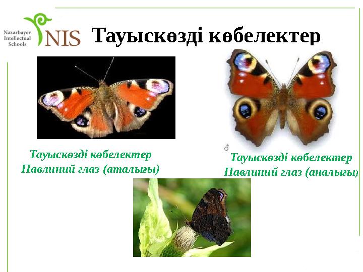 Тауыскөзді көбелектер Тауыскөзді көбелектер Павлиний глаз (аталығы) Тауыскөзді көбелектер Павлиний глаз (аналығы)