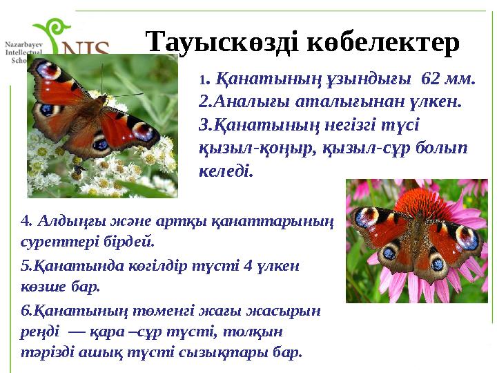 Тауыскөзді көбелектер 4. Алдыңғы және артқы қанаттарының суреттері бірдей. 5.Қанатында көгілдір түсті 4 үлкен көзше бар. 6.Қ
