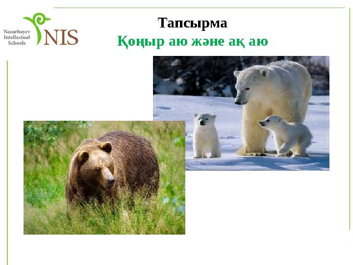 Тапсырма Қоңыр аю және ақ аю