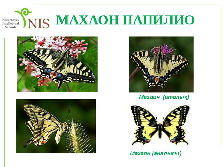 МАХАОН ПАПИЛИО Махаон (аталық) Махаон (аналығы)