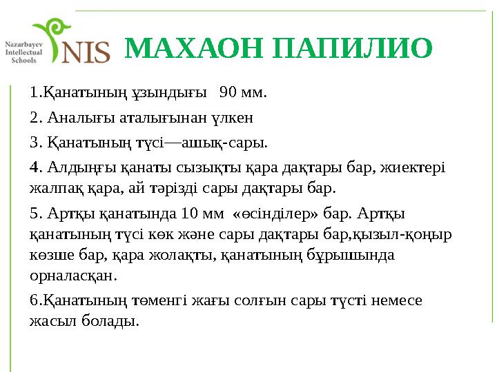 МАХАОН ПАПИЛИО 1.Қанатының ұзындығы 90 мм. 2. Аналығы аталығынан үлкен 3. Қанатының түсі—ашық-сары. 4. Алдыңғы қанаты сызы