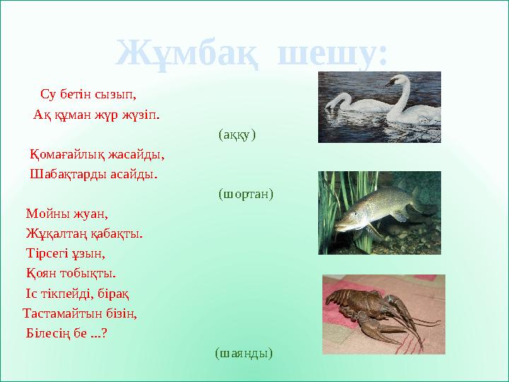 Су бетін сызып, Ақ құман жүр жүзіп.