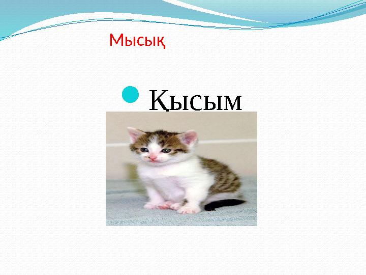 Мысық Қысым