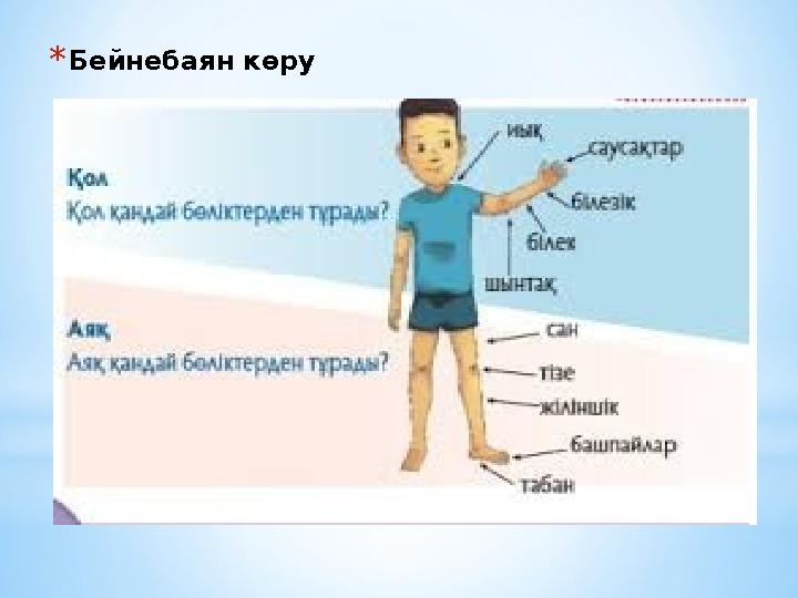 *Бейнебаян көру