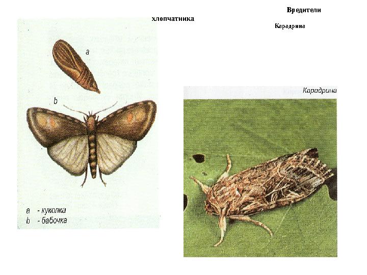 Вредител