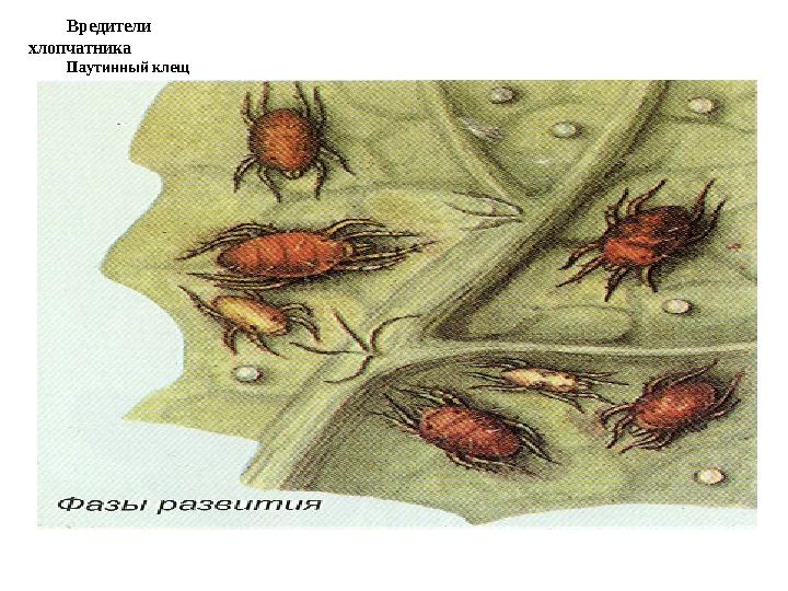 Вредители хлопчатника Паутинный клещ