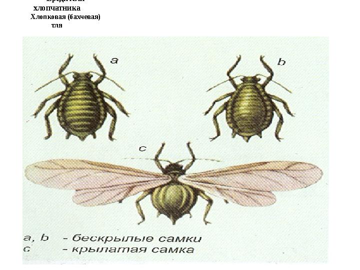 Вредители хлопчатника Хлопковая (бахчевая) тля