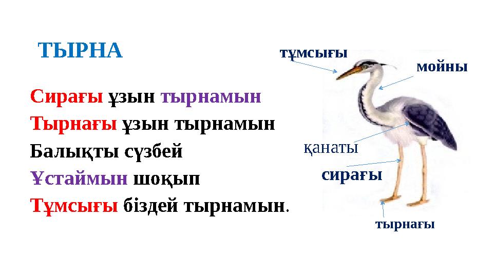 ТЫРНА Сирағы ұзын тырнамын Тырнағы ұзын тырнамын Балықты сүзбей Ұстаймын шоқып Тұмсығы біздей тырнамын. сирағы тұмсығы мойны т