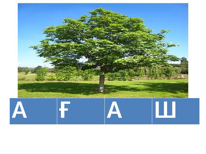 АҒАШ