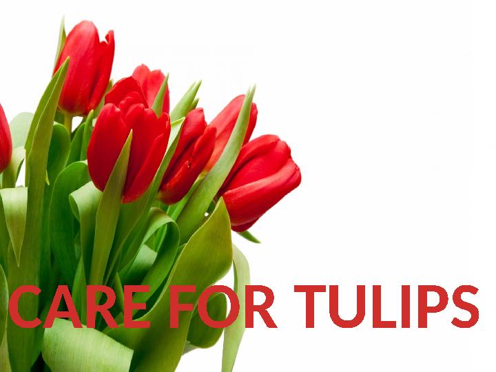 CARE FOR TULIPS