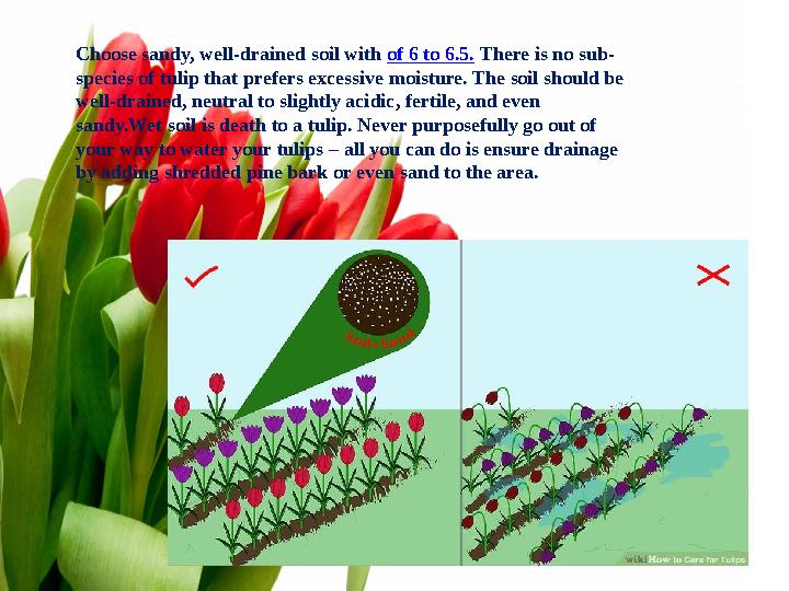 Choose sandy, well-drained soil with of 6 to 6.5. There is no sub- species of tulip that prefers excessive moisture. The soil