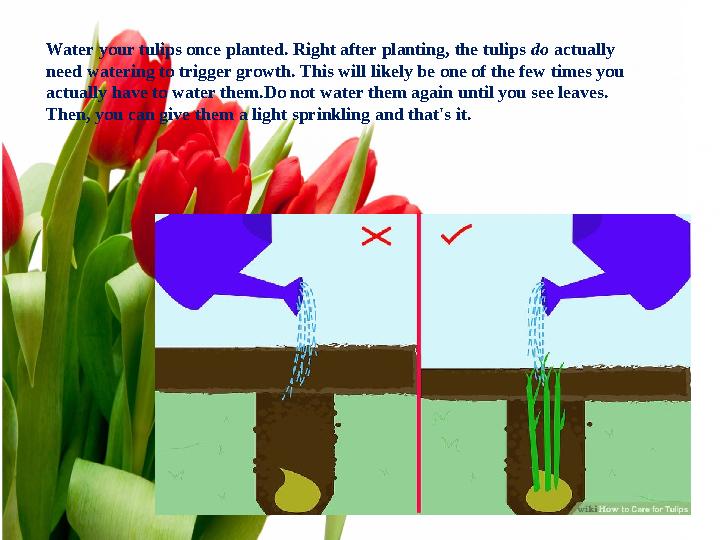 Water your tulips once planted. Right after planting, the tulips do actually need watering to trigger growth. This will likel