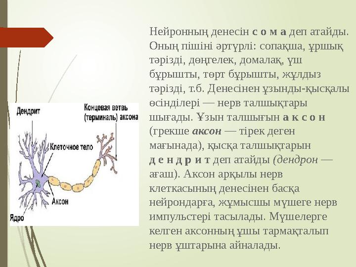 Нейронның денесін с о м а деп атайды. Оның пішіні әртүрлі: сопақша, ұршық тәрізді, дөңгелек, домалақ, үш бұрышты, төрт бұры