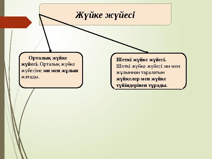 Жүйке жүйесі Орталық жүйке жүйесі. Орталық жүйке жүйесіне ми мен жұлын жатады. Шеткі жүйке жүйесі. Шеткі жүйке жүйесі