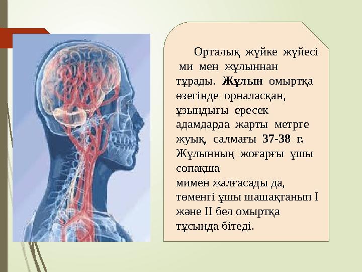 Орталық жүйке жүйесі ми мен жұлыннан тұрады. Жұлын омыртқа ө зегінде орналасқан, ұзындығы ересек адамд