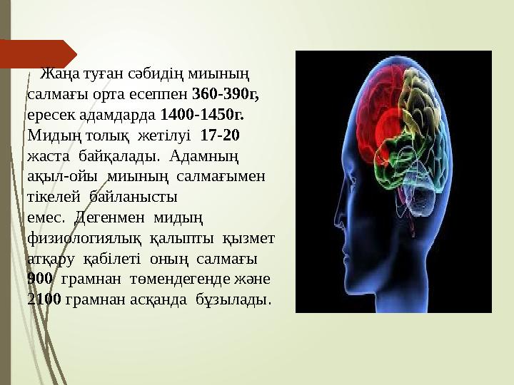 Жаңа туған сәбидің миының салмағы орта есеппен 360-390г, ересек адамдарда 1400-1450г. Мидың толық жетілуі 17-20 жа