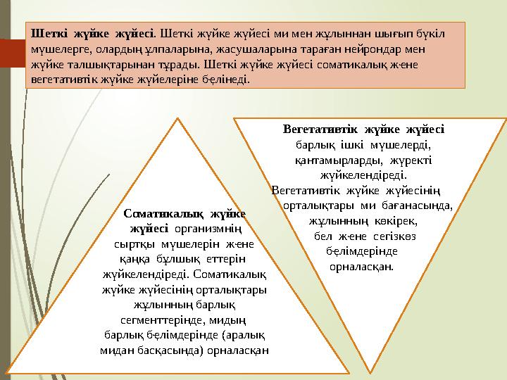 Шеткі жүйке жүйесі . Шеткі жүйке жүйесі ми мен жұлыннан шығып бүкіл мүшелерге, олардың ұлпаларына, жасушаларына тараған нейро