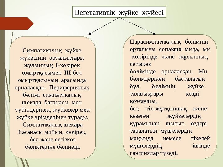 Вегетативтік жүйке жүйесі Парасимпатикалық б ө лімнің орталығы сопақша мида, ми көпірінде және жұлынның с