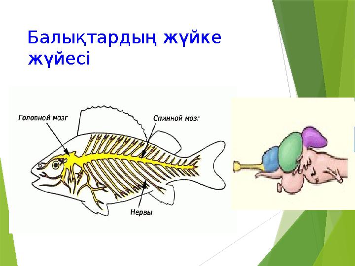 Балықтардың жүйке жүйесі