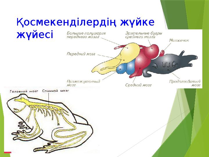 Қосмекенділердің жүйке жүйесі