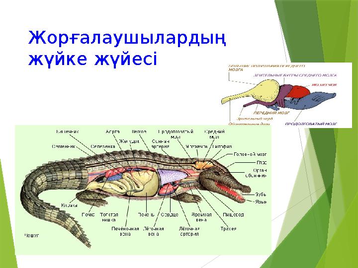 Жорғалаушылардың жүйке жүйесі