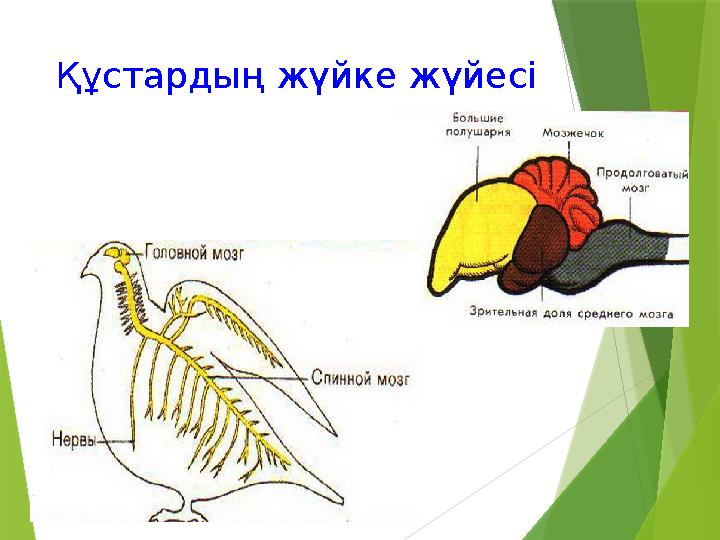 Құстардың жүйке жүйесі